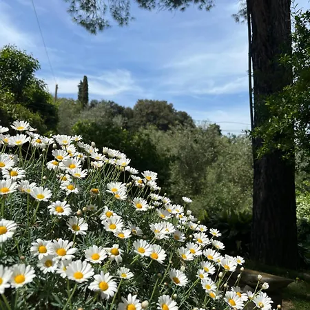 Fuccioli Ii Villa
