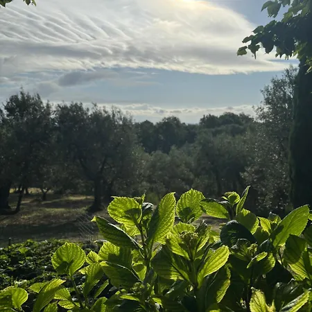 فيلة Fuccioli Ii