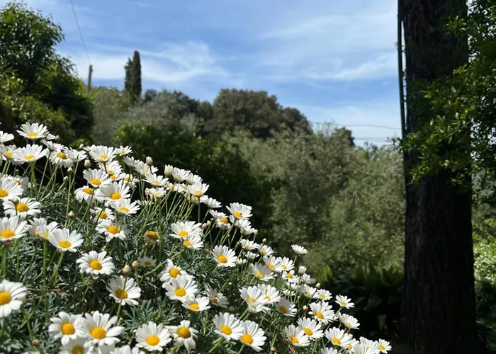 Fuccioli Ii Vila
